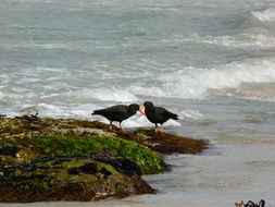 Image of Sooty Oystercatcher