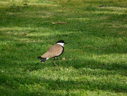 Image of spur-winged lapwing