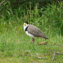 Image of Masked Lapwing