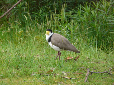 Image of Masked Lapwing