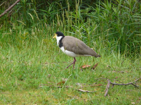 Image of Masked Lapwing