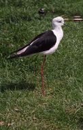 Image of Black-winged Stilt