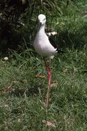 Image of Black-winged Stilt