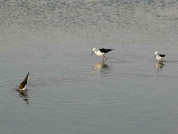 Image de echasse blanche