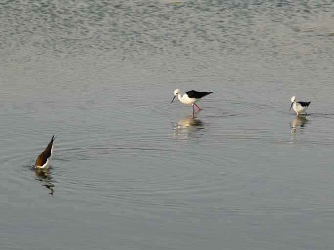 Image de echasse blanche