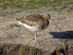 Image of curlew, eurasian curlew