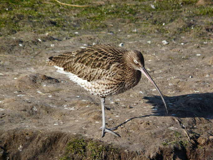 Image of curlew, eurasian curlew