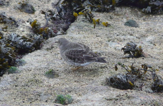 Image of Purple Sandpiper