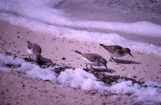 Image of Red-necked Stint