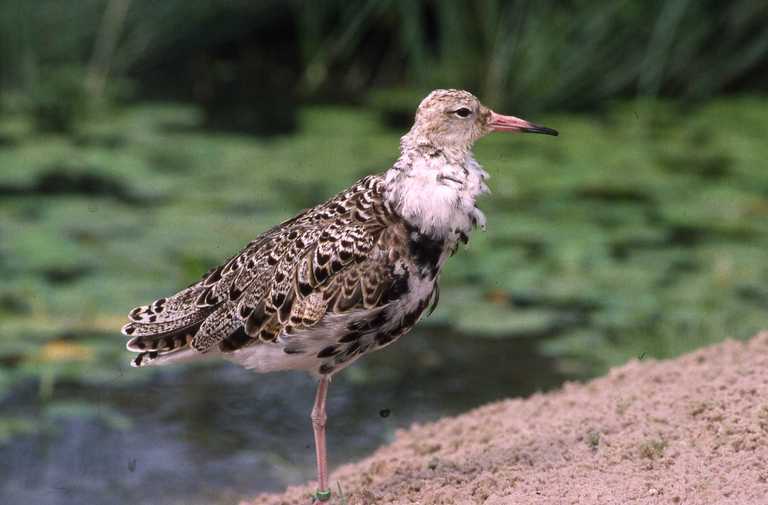 Image of Ruff