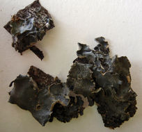 Image of Burnet's skin lichen