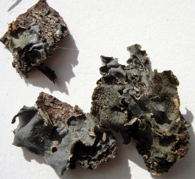 Image of Burnet's skin lichen