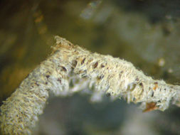 Image of Burnet's skin lichen