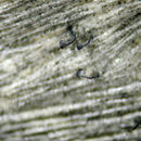 Imagem de Mycocalicium subtile (Pers.) Szatala