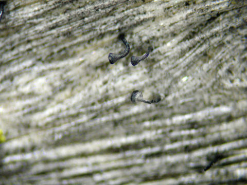 Imagem de Mycocalicium subtile (Pers.) Szatala