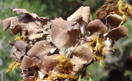 Image of kidney lichen