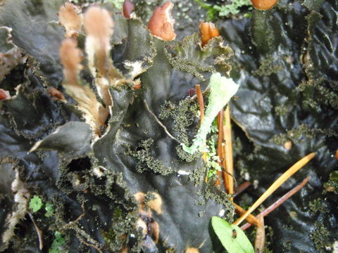 Image of Pacific felt lichen