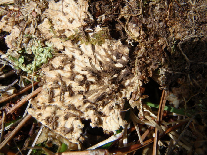 Image of Pacific felt lichen