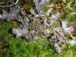 Image of Pacific felt lichen