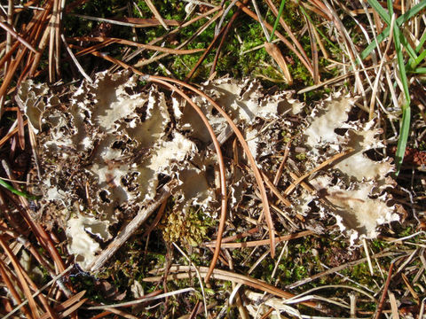 Image of Pacific felt lichen