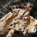 Image of Norwegian ragged lichen