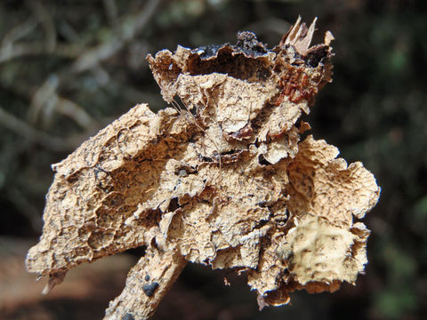 Image of Norwegian ragged lichen