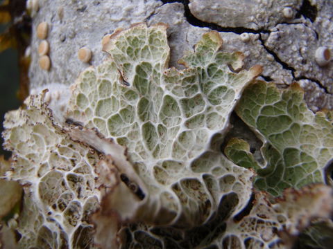 Image of ragged lichen