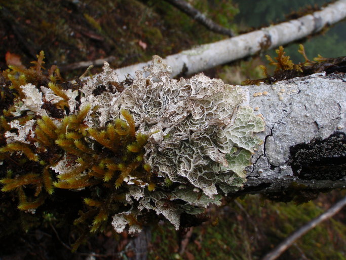 Image of ragged lichen