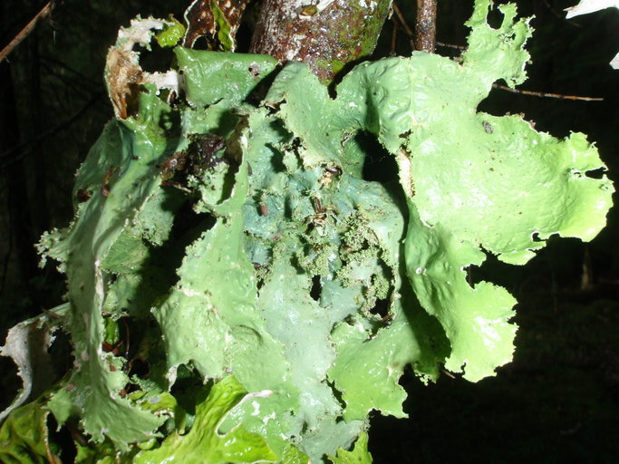 Image of Rainier pseudocyphellaria lichen