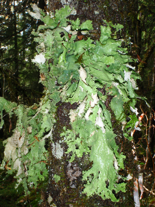 Image of Rainier pseudocyphellaria lichen