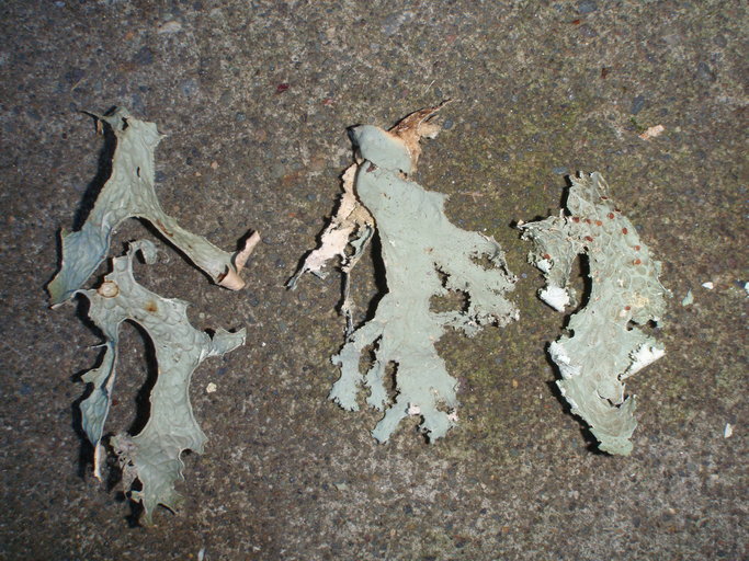 Image of Rainier pseudocyphellaria lichen