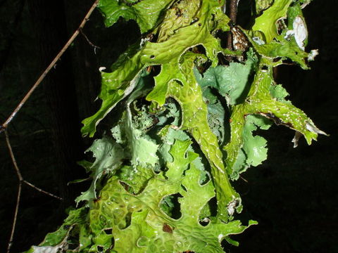 Image of Rainier pseudocyphellaria lichen