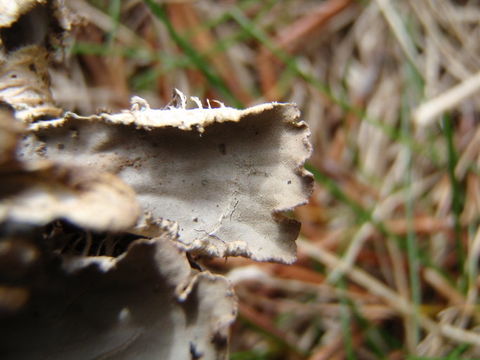 Image of felt lichen