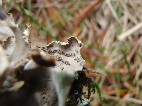 Image of felt lichen