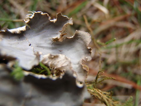 Image of felt lichen