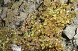 Image of <i>Ptilidium californicum</i> (Austin) Underw. & O. F. Cook