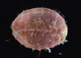 Image of Lepidochitona
