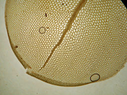Image of rhizomnium moss