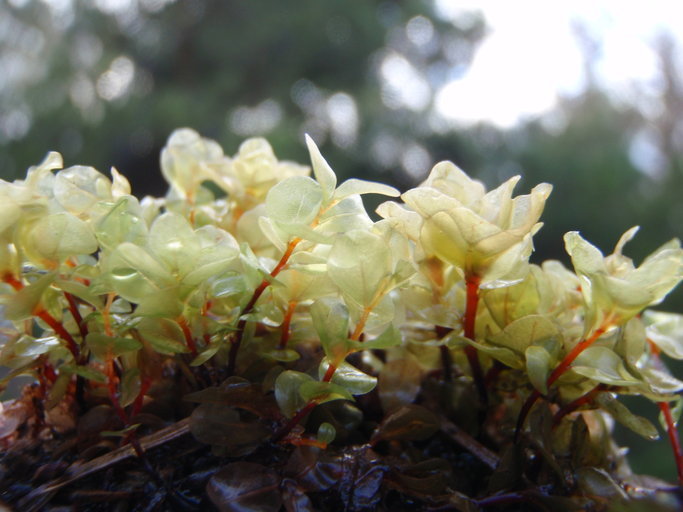 Image of rhizomnium moss