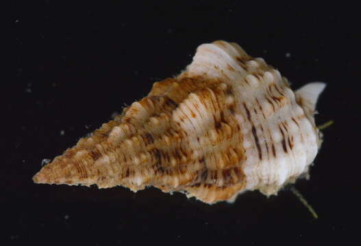 Image of Cerithium Bruguière 1789