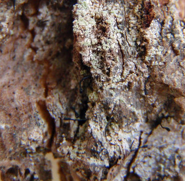 Image of Stenocybe clavata Tibell