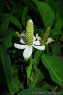 Imagem de Anemopsis californica (Nutt.) Hook. & Arn.