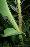 Imagem de Anemopsis californica (Nutt.) Hook. & Arn.