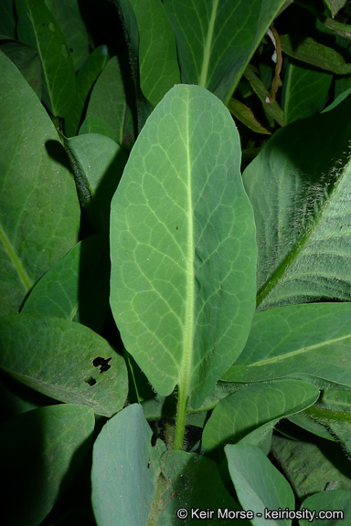 Imagem de Anemopsis californica (Nutt.) Hook. & Arn.