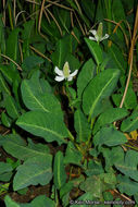 Imagem de Anemopsis californica (Nutt.) Hook. & Arn.