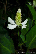 Imagem de Anemopsis californica (Nutt.) Hook. & Arn.