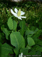 Imagem de Anemopsis californica (Nutt.) Hook. & Arn.