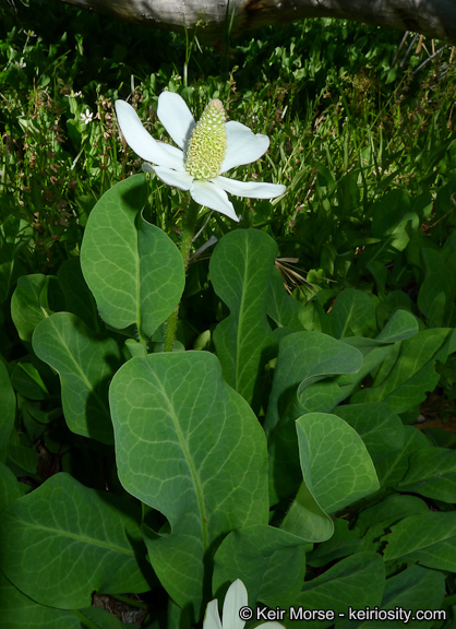 Image of yerba mansa