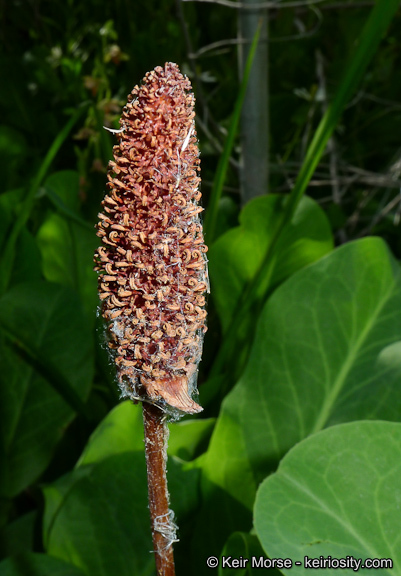 Imagem de Anemopsis californica (Nutt.) Hook. & Arn.