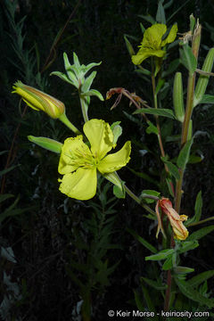 Oenothera elata subsp. hirsutissima (A. Gray ex S. Wats.) W. Dietrich的圖片